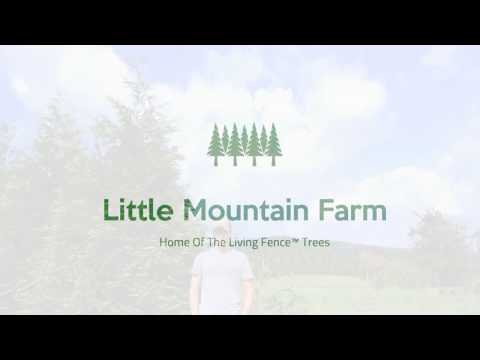 Little Mountain Farm Introduction