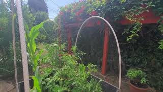 Where to Place a Vegetable Garden for Feng Shui Luck