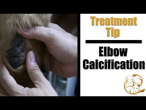 YouTube video about: How to treat dog elbow callus?