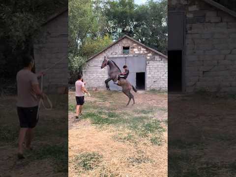 Аттан беті қайтпайтын қазақ #shortvideo #horse #атбазар #продажалошадей #shorts #reels