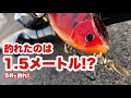 【5分で釣れ！】釣れたのは1.5メートル！？【琵琶湖バス釣り】