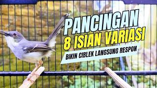 Download lagu CIBLEK SEMI GACOR AMPUH UNTUK PANCINGAN CIBLEK BAHAN DAN MASTERAN CIBLEK MACET SEKETIKA NYAUT mp3 Download lagu CIBLEK SEMI GACOR AMPUH UNTUK PANCINGAN CIBLEK BAHAN DAN MASTERAN CIBLEK MACET SEKETIKA NYAUT mp3