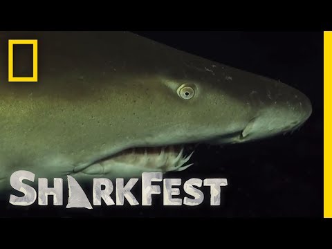 Ragged Tooth Sharks After Dark | SharkFest