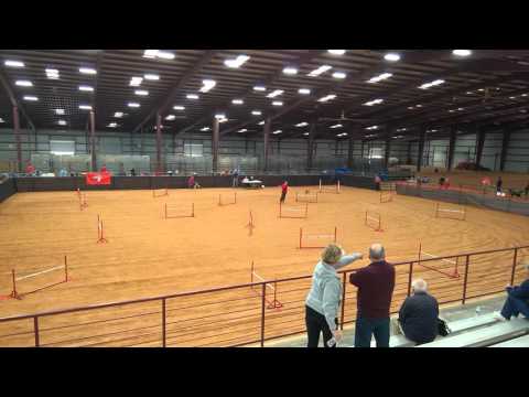 NADAC Elite Jumpers 2016.02.28