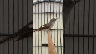 Download lagu MURAI AIR GACOR COCOK BUAT MASTERAN👍🏻 mp3