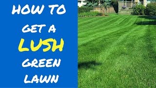 5 Tips To A Lush Green Lawn
