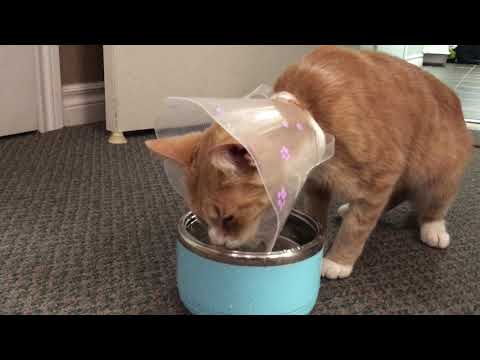 Medi Cat drinks water with a collar on