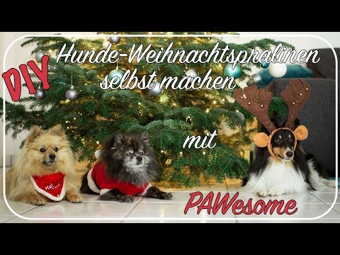 , title : 'DIY - Hunde-Weihnachtspralinen selbst machen mit PAWesome | Backspaß mit Chrissy'