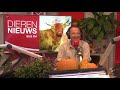 Pioniersrol voor wisenten in Natuurpark Lelystad