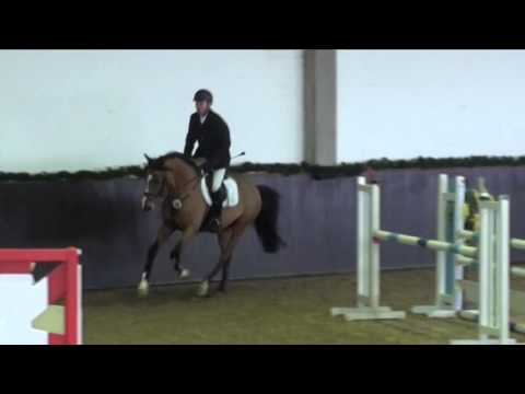 Cerano von Worrenberg - Hengst, CH, geb. 2011, Ci Ci Senior ASK x Carpaccio