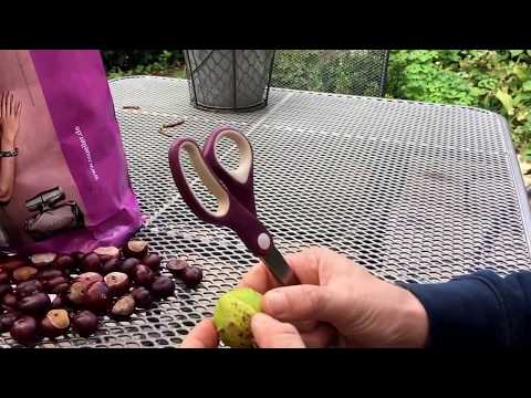 Kastanienschale ganz einfach öffnen