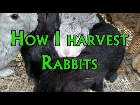 How to: Harvest a Rabbit