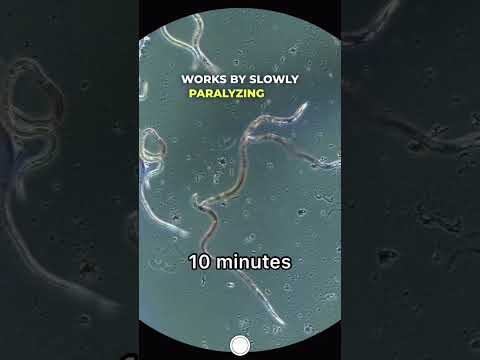 I Put a Dewormer Directly on Worms #microscope #microscopy #science