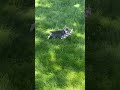 French Bulldog dogs for sale: Chase - Video 1