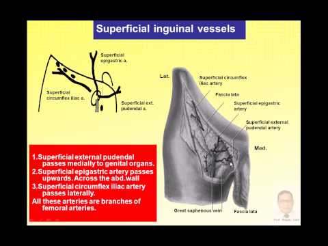 Magdy said anatomy series,lower limb, superficial structures of the thigh v.1