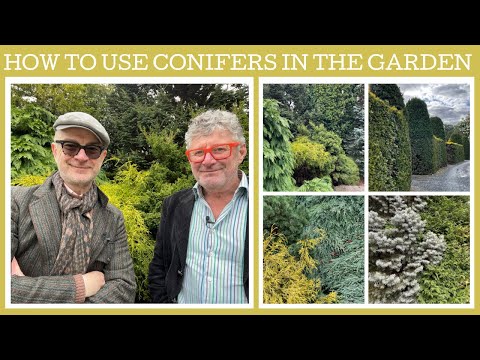 How to use conifers in the garden: tips and ideas!