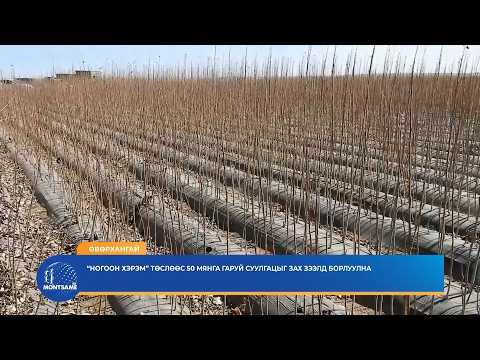 ӨВӨРХАНГАЙ: “Ногоон хэрэм” төслөөс 50 мянга гаруй суулгацыг зах зээлд борлуулна