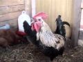 The Revolting Cock