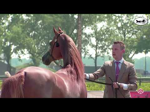 N 121 RD HARENAADO   AH Weekend 2022   International C Show   Stallions 4 6 Years Old Class 31