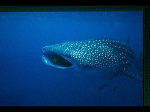 Before It's Too Late - Part 6 - Whale Shark Gypsy of the Sea