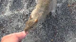 preview picture of video 'Sharing an after workout snack with a friend'