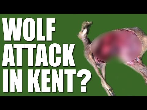 Wolf Attack in Kent?