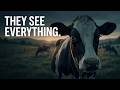 Why Scientists Are Shocked by Cow Intelligence