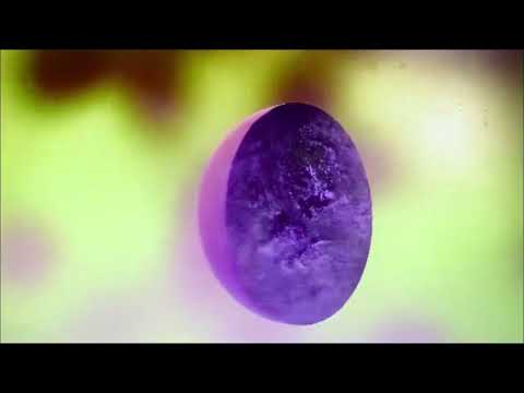 Dog Chocolate - 'Employee' [official video]