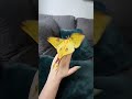 A Beatiful And Big Yellow Butterfly Have A Nice Day