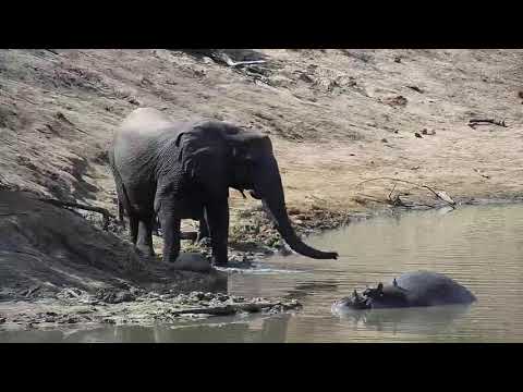 Djuma: Elephant herd, Impalas, Hippo, Oxpeckers and Little Grebes - 12:32 - 07/25/20