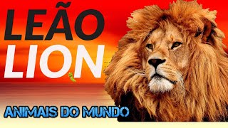 o Rei Leo -O Animail Selvagem maiis respeitado do Mundo - Animais do Mundo