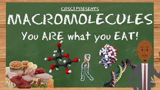 Macromolecules: You ARE What You EAT
