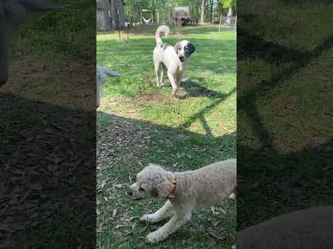 Barley trying to play with a goat.