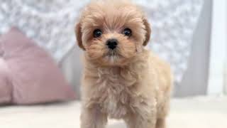 ハーフ犬の動画01
