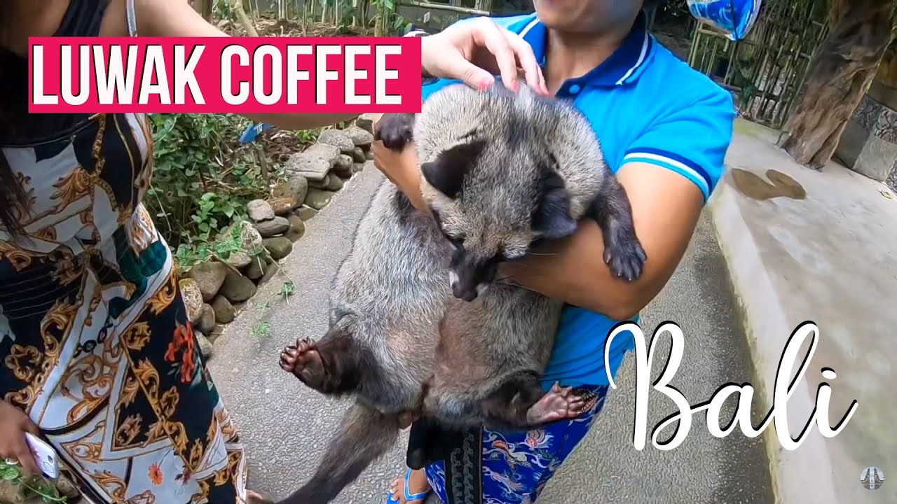 Experience the highlights of Luwak Coffee plantation visit.