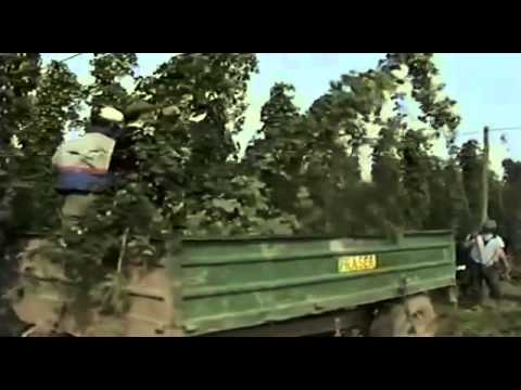 Go Fishing - John Wilson - Fishing Summer Small River Barbel