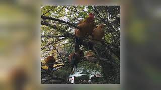 02 Merzbow - Tomarigi, Pt. 2 [Bedouin Records]