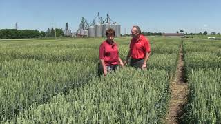 Wheat School -  Investing in Research