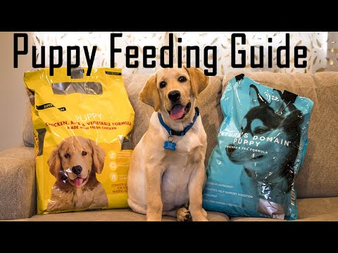 Detailed Puppy Feeding Guide | What to Feed and How to Feed your Puppy (Important Video)