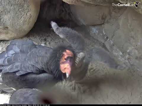 Hutton's Bowl Condors Spend Time Together – May 31, 2018