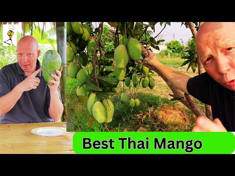 Mango | Your guide: Names, Varieties, Best - 2 Michelin Star | I Chef Richard #thailand #mango