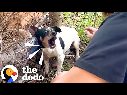 Stray Dog Was Terrified Of Being Touched Until This Woman Showed Him How To Love | The Dodo