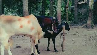 Goat Gone Crazy – Funniest Moments Caught on Camera!