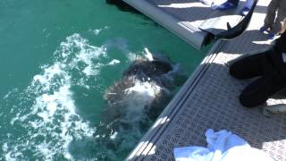preview picture of video 'Hayman Island Fish Feeding - Queensland Groper'