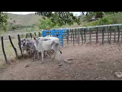 ➡️ *PROMOÇÃO 10 Garrotes: 2.500 reais cada em Serraria/ Paraíba. Whatsapp 84 99810 2784#gado #