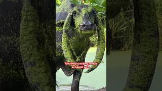 Download lagu The Buffalo with Curled Horns!!! Old Moss to the Roots!!! mp3