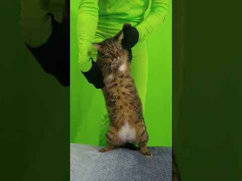 MÚSICA DESENROLA BATE JOGA DE LADINHO