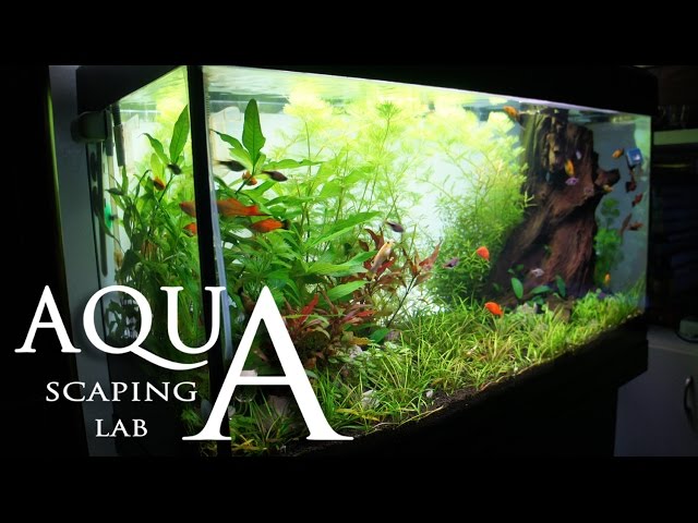 Aquascaping Lab - Tutorial Natural rich mix tank wood style (size 80 x 35 x 45h 120 L) Part 2