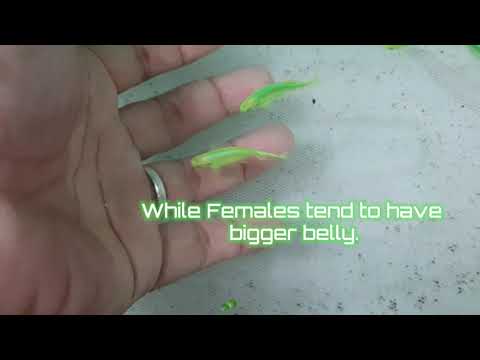 Watch Video on YouTube