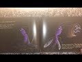 Leo The Lightning Bug Read Aloud For Kids